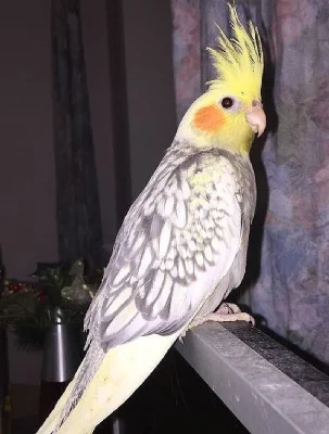 Daruji korelu chocholatou