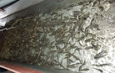 Pstruh duhový násada 7 až 10 cm