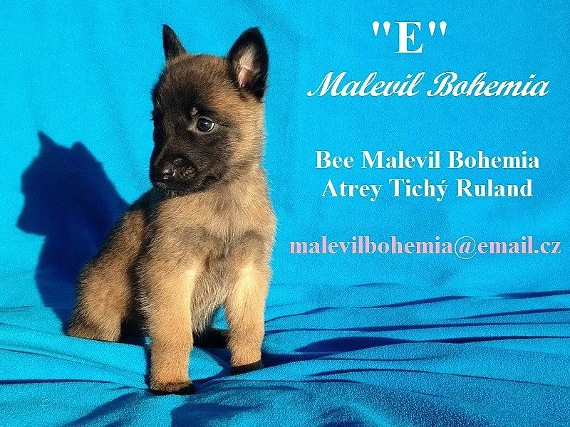 Belgický ovčák malinois - štěňata
