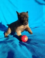 Belgický ovčák malinois - štěňata