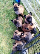 Belgický ovčák malinois - štěňata