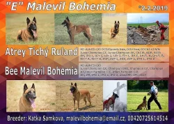 Belgický ovčák malinois - štěňata