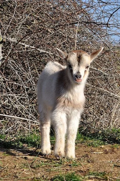 kůzlata kamerunské kozy