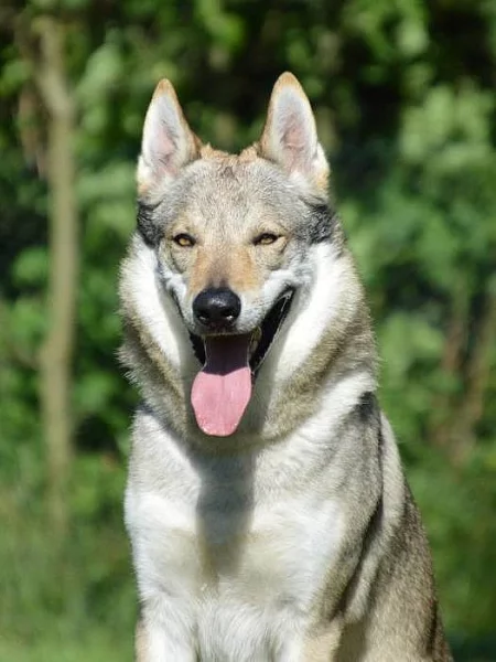 Československý vlčák