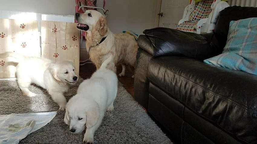 Registrovaná štěňátka zlatého retrívra