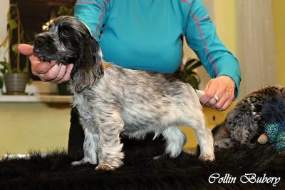 Anglický kokršpaněl - štěně s PP