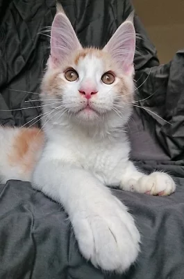 Mainská mývalí koťata s PP