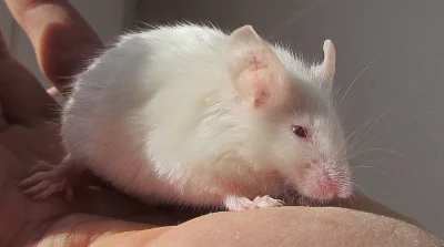 Krásné barevné myši - černá a ivory