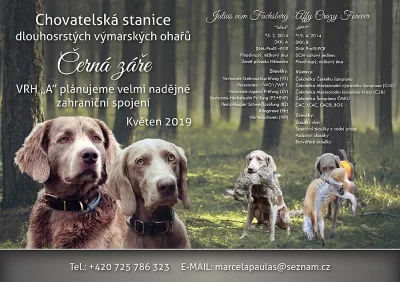 Výmarský dlouhosrstý ohař