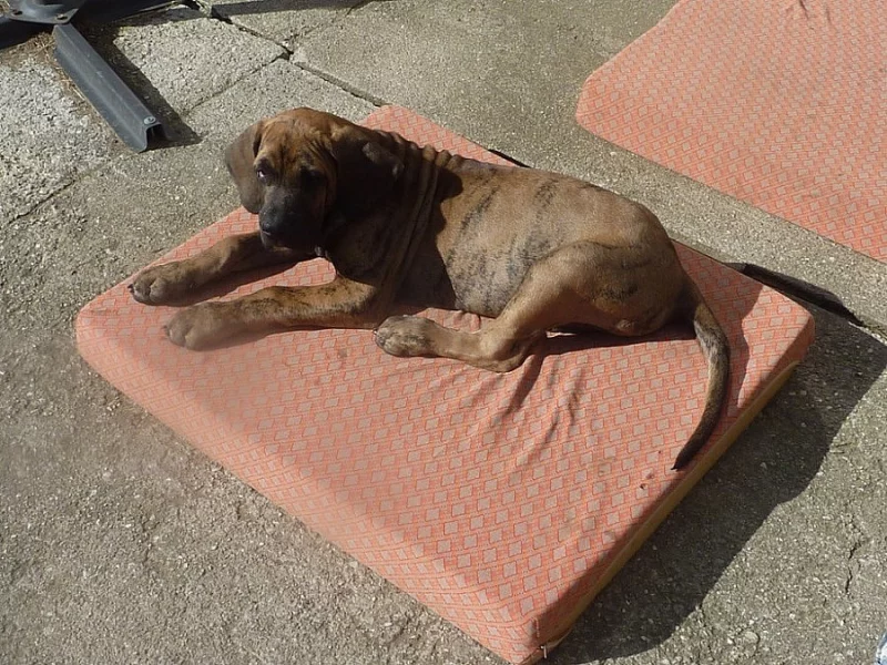 Štěně Brazilská fila