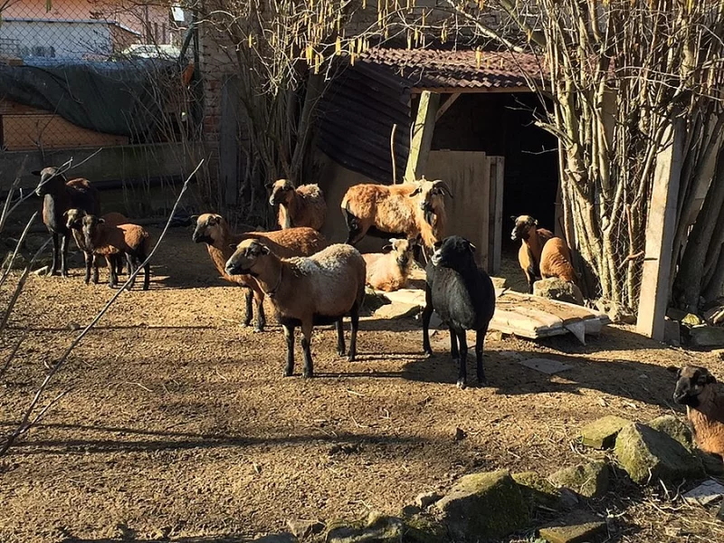 Prodám kamerunské ovce a berany