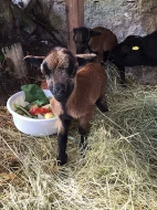 Prodám kamerunské ovce a berany