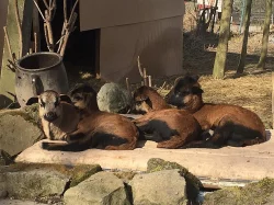 Prodám kamerunské ovce a berany