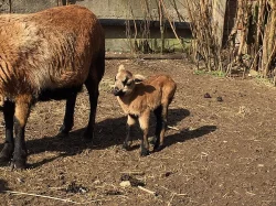 Prodám kamerunské ovce a berany