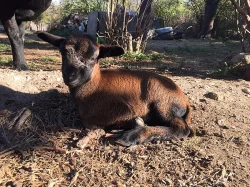 Prodám kamerunské ovce a berany