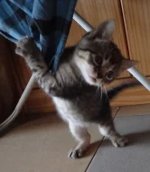 Koťátka Sphynx/Peterburgský Sphynx