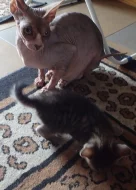 Koťátka Sphynx/Peterburgský Sphynx
