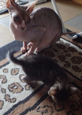 Koťátka Sphynx/Peterburgský Sphynx