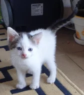 Koťátka Sphynx/Peterburgský Sphynx