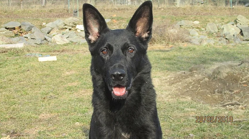 celočerná štěňátka německého ovčáka s PP