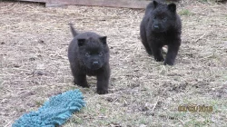 celočerná štěňátka německého ovčáka s PP