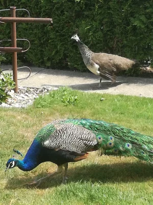 Prodej- páv korunkatý modrý 4letý- čipovaný