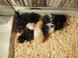 Mláďata křečka Syrského (zlatého)