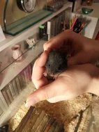 Mláďata křečka Syrského (zlatého)