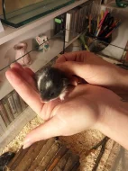 Mláďata křečka Syrského (zlatého)