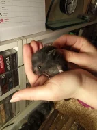 Mláďata křečka Syrského (zlatého)