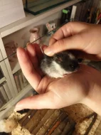 Mláďata křečka Syrského (zlatého)