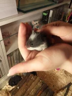 Mláďata křečka Syrského (zlatého)