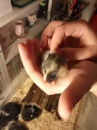 Mláďata křečka Syrského (zlatého)