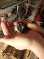 Mláďata křečka Syrského (zlatého)