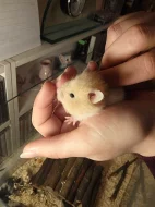 Mláďata křečka Syrského (zlatého)