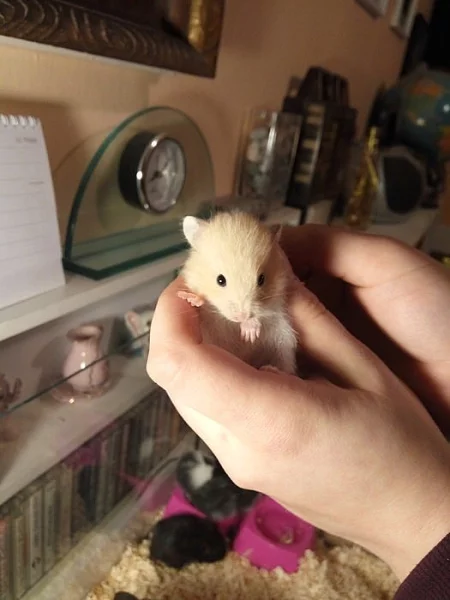 Mláďata křečka Syrského (zlatého)