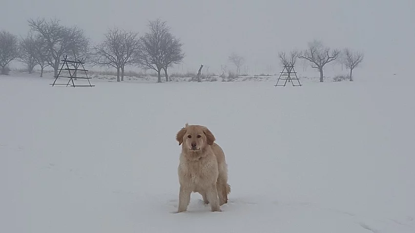 Hledáme psa ke krytí - Hovawart