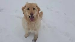 Hledáme psa ke krytí - Hovawart