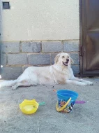 Hledáme psa ke krytí - Hovawart