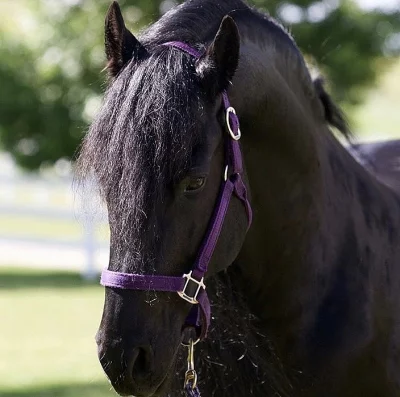 K dispozici černá čistokrevná fríský kůň