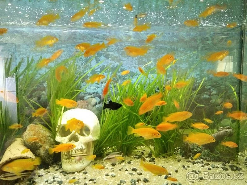 Tlamovec Saulosi