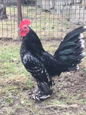 Prodám liliput kohoutka