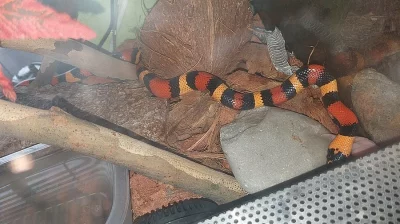 Lampropeltis triangulum campbelli-Apricot