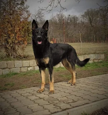 Fena NO s PP 2 roky stará