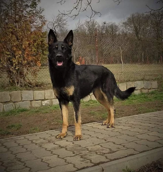 Fena NO s PP 2 roky stará