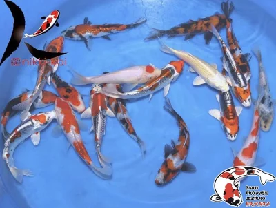 Nabízím OKRASNÉ RYBY