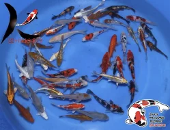 Nabízím OKRASNÉ RYBY