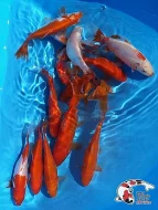 Nabízím OKRASNÉ RYBY