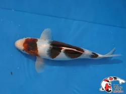 Nabízím OKRASNÉ RYBY