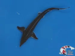 Nabízím VELKÉ JESETERY